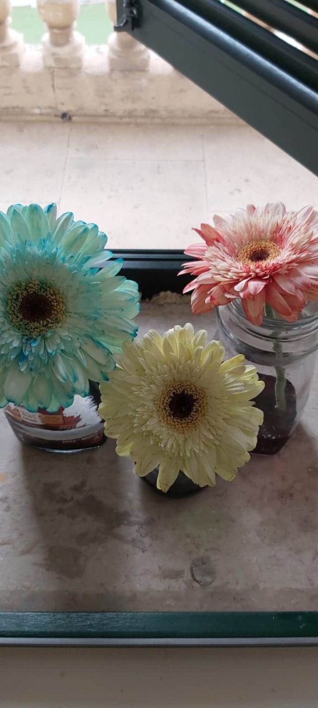 Year 3Y White Flower Science Experiment
