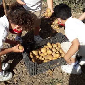 Children on Potato Day