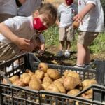 Children on Potato Day