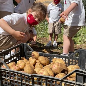 Children on Potato Day