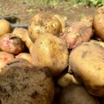 Children on Potato Day