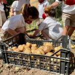 Children on Potato Day