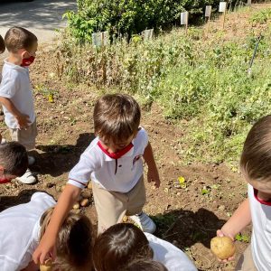 Children on Potato Day