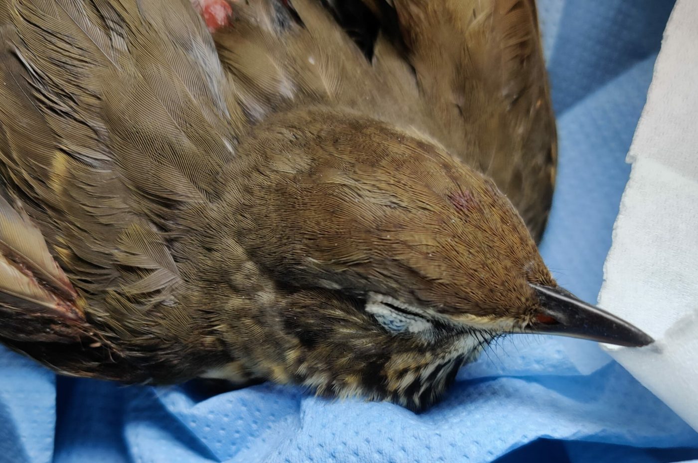 Rescued!